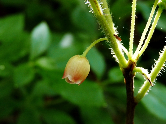 {Rhododendron pilosum}